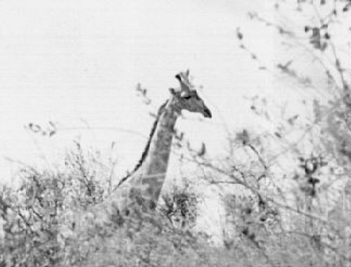 18. Bob Loved Game Photography